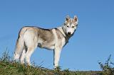 SIBERIAN HUSKY 902